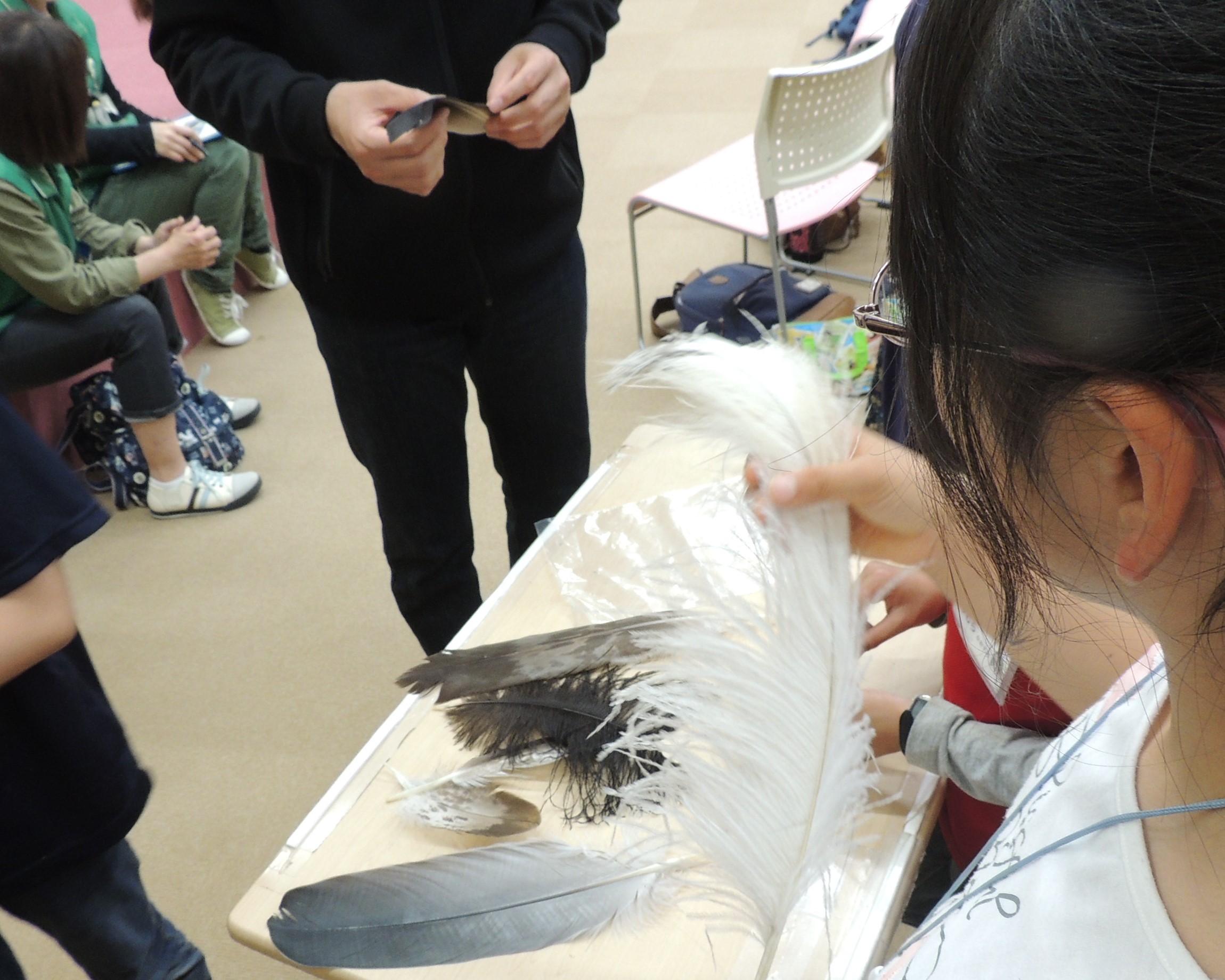鳥の羽を観察